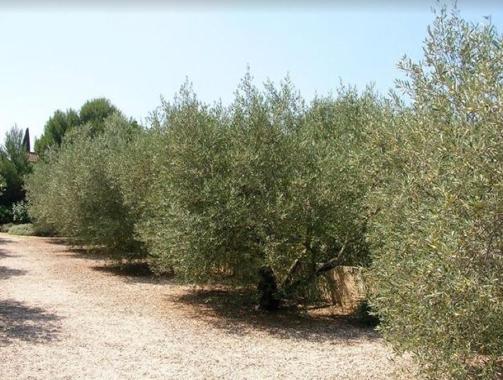 Le Mazet 40 Villa Saint-Rémy-de-Provence Eksteriør billede